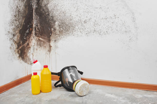 Best Mold Testing  in Eglin Af, FL