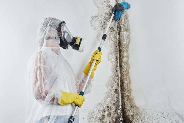 Best Mold Cleaning Services  in Eglin Af, FL