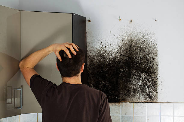 Best Office Mold Removal Services  in Eglin Af, FL