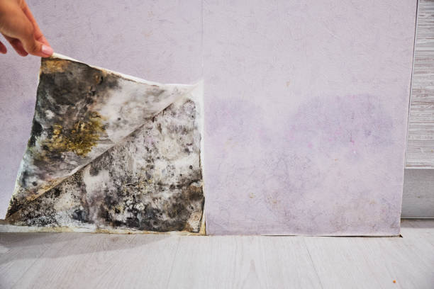Best Certified Mold Removal  in Eglin Af, FL